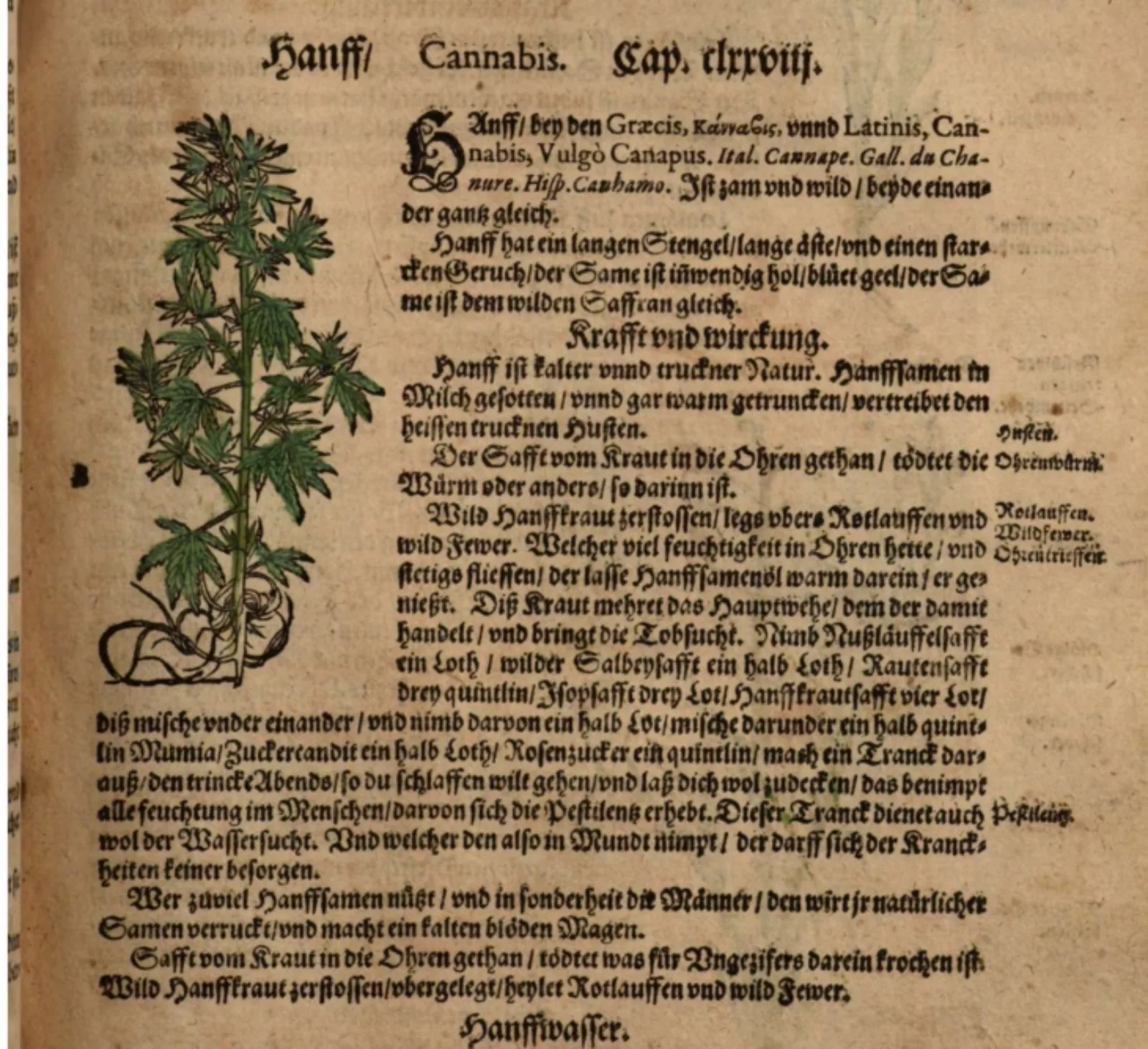 Adam Lonitzer, Kreuterbuch, 1598. Regensburg, Staatliche Bibliothek, 999/2Philos.2893/2894, P. 394 (CLXXXIX).