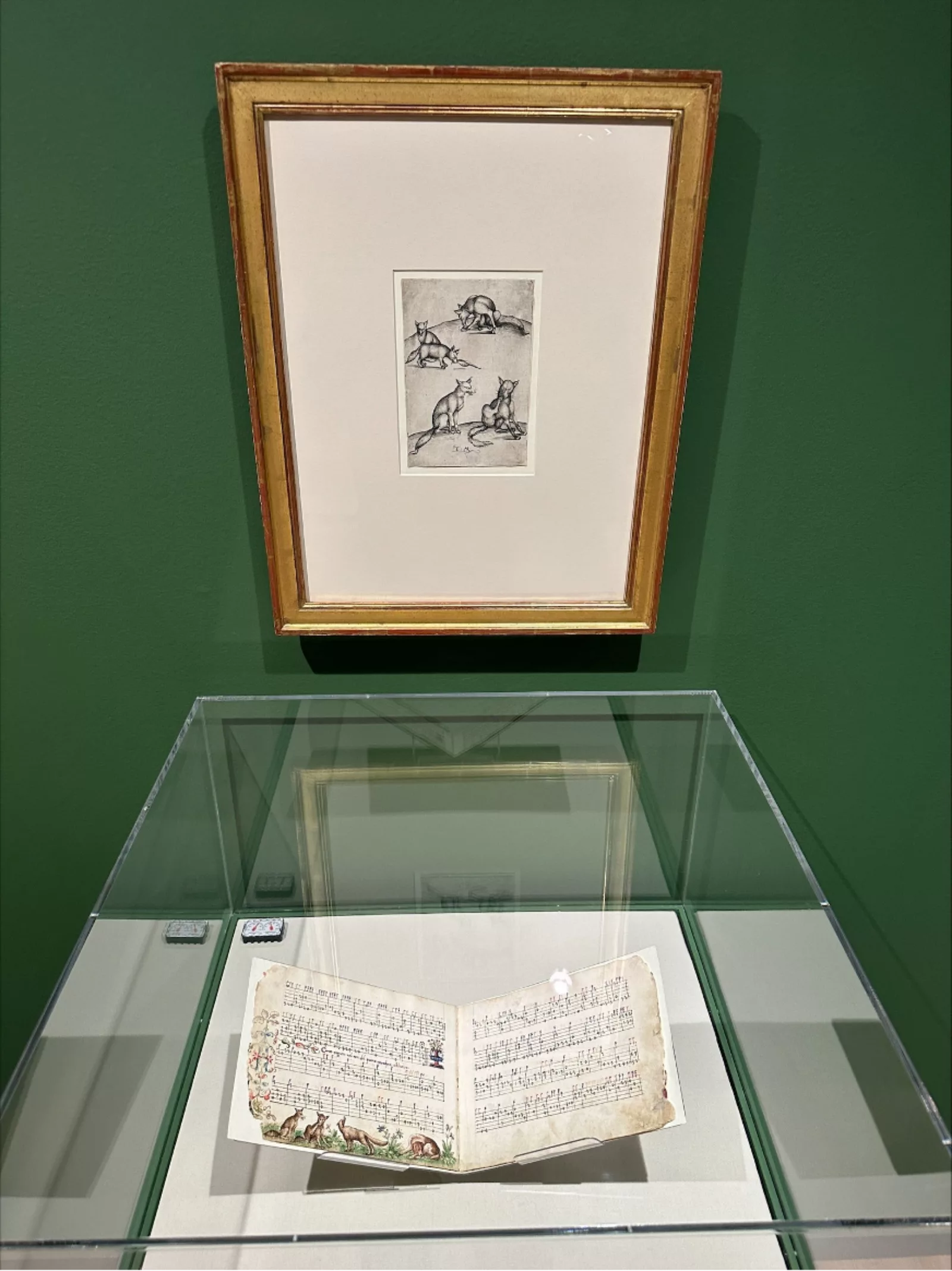 Foxes Chazen Picture1